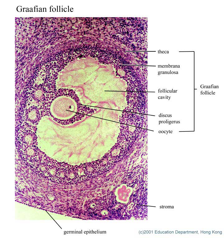 How Big Is A Mature Follicle 35